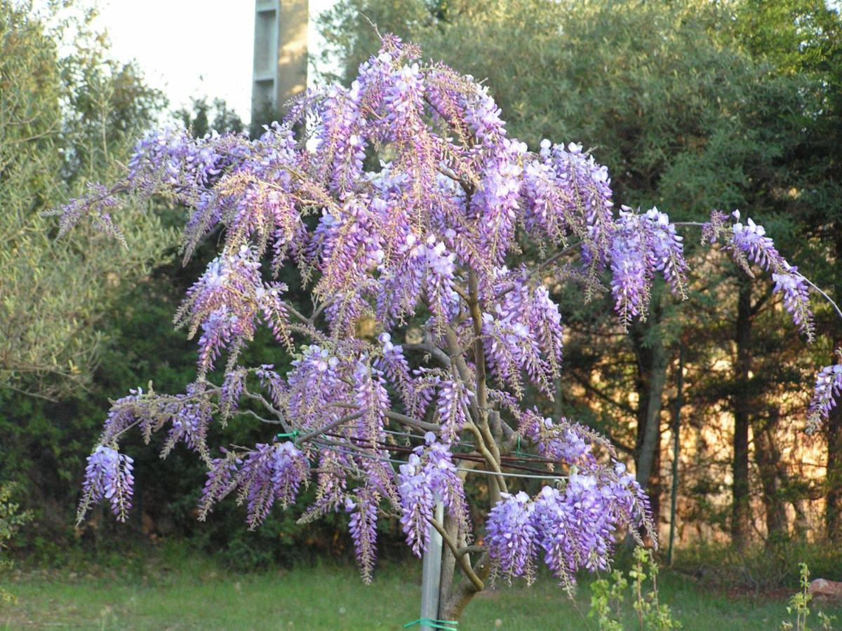 Le Jardin Des Selves Bed & Breakfast Draguignan Exterior photo
